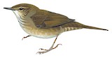 Baikal Bush Warbler Illustration