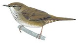 West Himalayan Bush Warbler Illustration