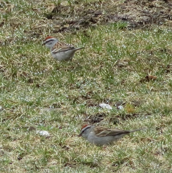 Chipping Sparrow - Susan Cline