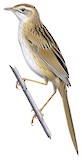 Striated Grassbird Illustration