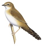 Fan-tailed Grassbird Illustration