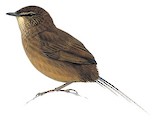 Brown Emutail Illustration