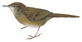 Knysna Warbler Illustration