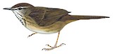 Grauer's Swamp Warbler Illustration