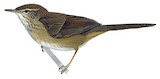 Dja River Scrub Warbler Illustration