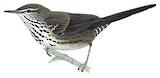 White-winged Swamp Warbler Illustration