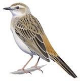 Rufous Songlark Illustration