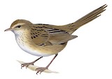 Little Grassbird Illustration