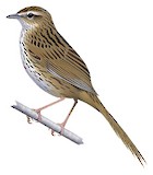 New Zealand Fernbird Illustration