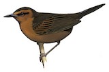 Bougainville Thicketbird Illustration