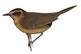 Guadalcanal Thicketbird Illustration