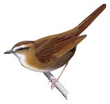 Long-legged Thicketbird Illustration