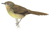 Sri Lanka Bush Warbler Illustration