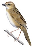 Bristled Grassbird Illustration