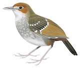 Cordillera Ground Warbler Illustration