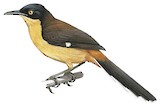 Black-capped Donacobius Illustration