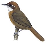 White-throated Oxylabes Illustration