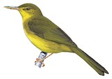 Long-billed Bernieria Illustration