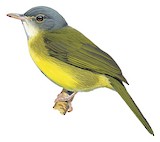 Grey-crowned Tetraka Illustration