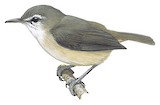 Rand's Warbler Illustration