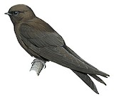 Mountain Saw-wing Illustration