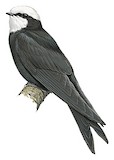 White-headed Saw-wing Illustration