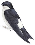 Asian House Martin Illustration