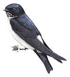 Nepal House Martin Illustration