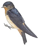 Red-throated Cliff Swallow Illustration