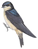 Preuss's Cliff Swallow Illustration