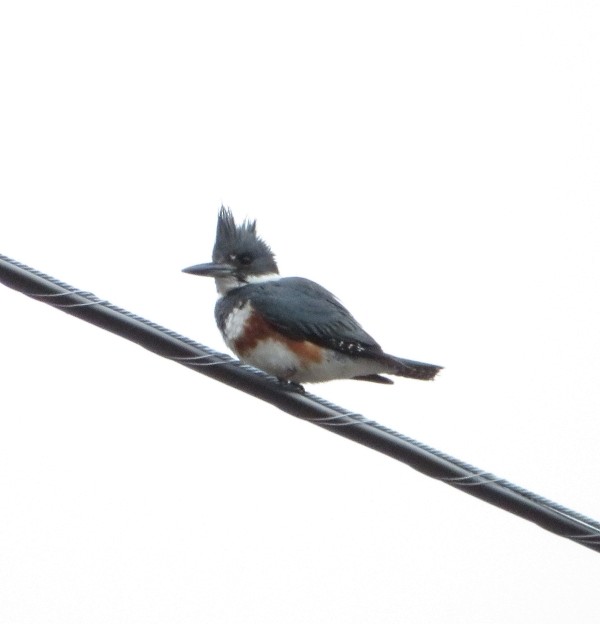 Belted Kingfisher - Susan Cline