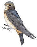 South African Cliff Swallow Illustration