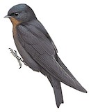 Forest Swallow Illustration