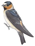 American Cliff Swallow Illustration