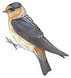 Cave Swallow Illustration