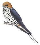 Lesser Striped Swallow Illustration