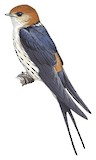 Greater Striped Swallow Illustration