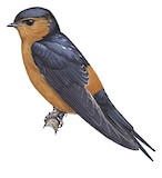 Sri Lanka Swallow Illustration