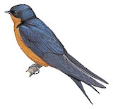 Black-and-rufous Swallow Illustration