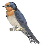 Pacific Swallow Illustration