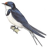 White-throated Swallow Illustration