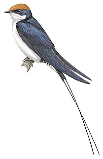 Hirundo smithii filifera