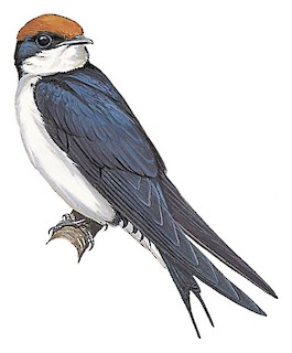 Hirundo smithii smithii