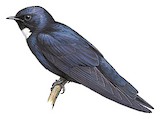 White-bibbed Swallow Illustration