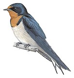 Angola Swallow Illustration