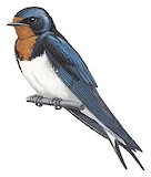 Red-chested Swallow Illustration