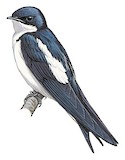 Pied-winged Swallow Illustration