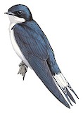 White-tailed Swallow Illustration