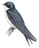 Pearl-breasted Swallow Illustration