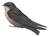 Dusky Crag Martin Illustration